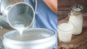 Raw Milk Risks: Bacterial Contamination, Food Poisoning, and Vulnerable Populations at High Risk