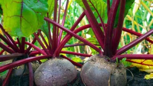 Beet Growing Blunders: Avoid These 10 Mistakes for a Bountiful Harvest