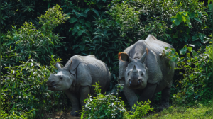 India's Lifelines: 5 Key Wildlife Corridors Ensuring Safe Passage for Animals