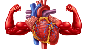 5 Heart-Healthy Habits Cardiologists Swear By