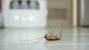 Household Hacks: Naturally Repel Lizards and Roaches with Mop Water Ingredients
Hoặc
Ditch the Chemicals: Natural Mop Water Recipes to Banish Lizards and Cockroaches