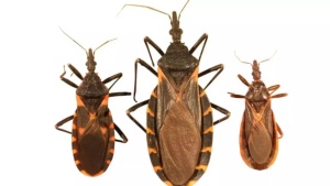 Chagas Disease Alert: 'Kissing Bugs' Spread Parasitic Infection Across US - Know the Risks, Symptoms & Treatment