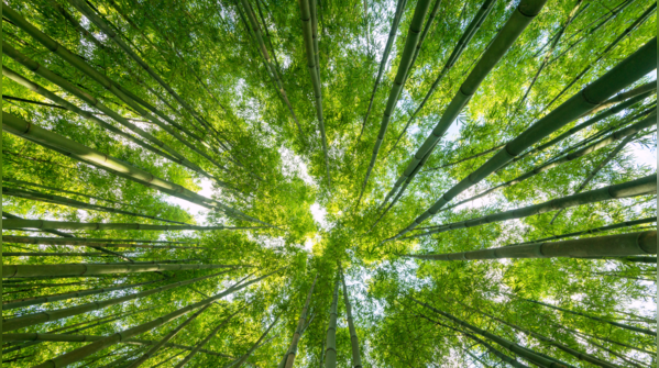 Living in tune with nature