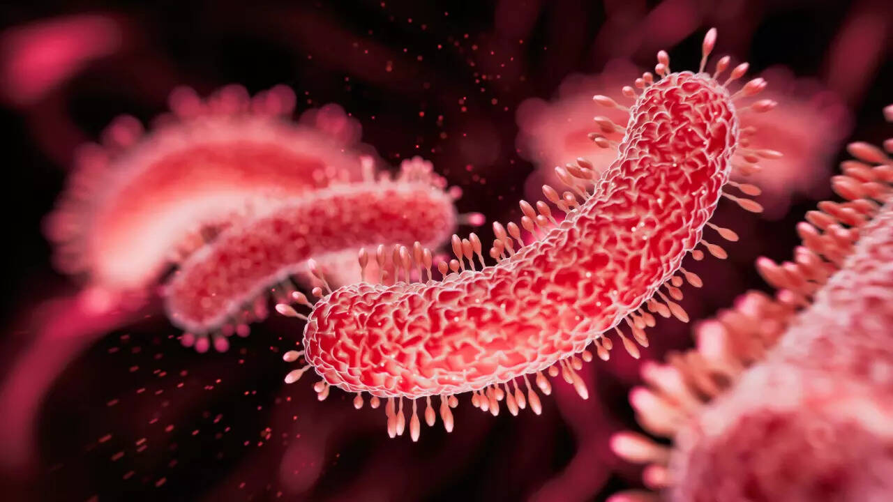 bacteria