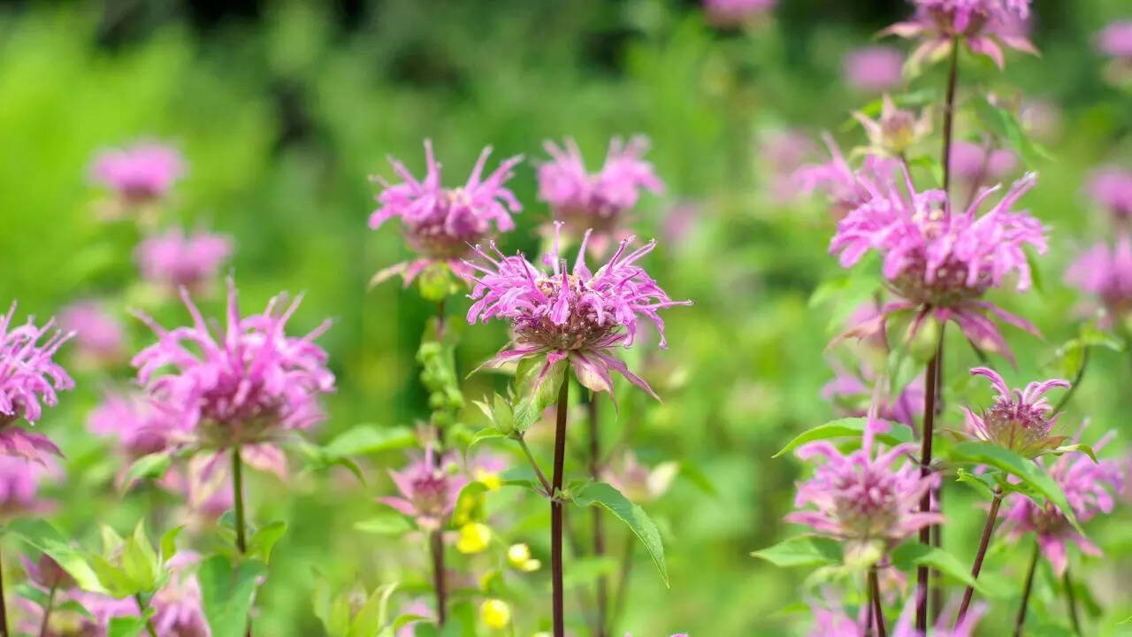 Bee balm