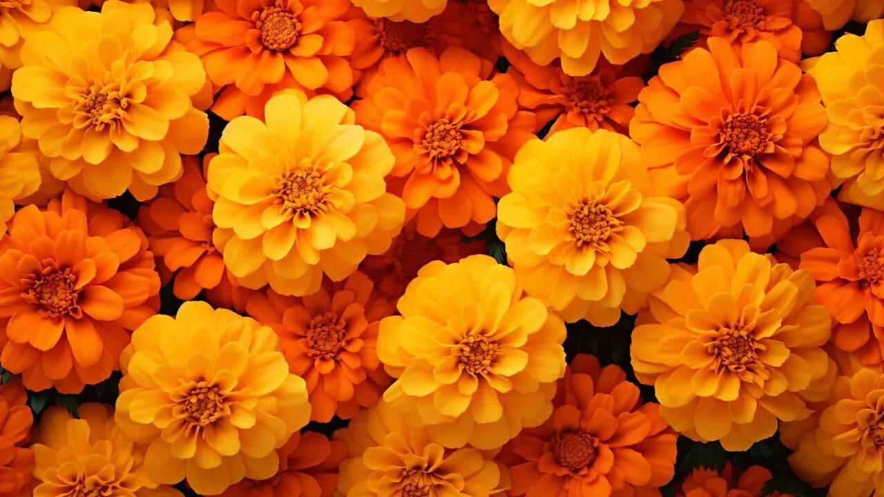 Marigold