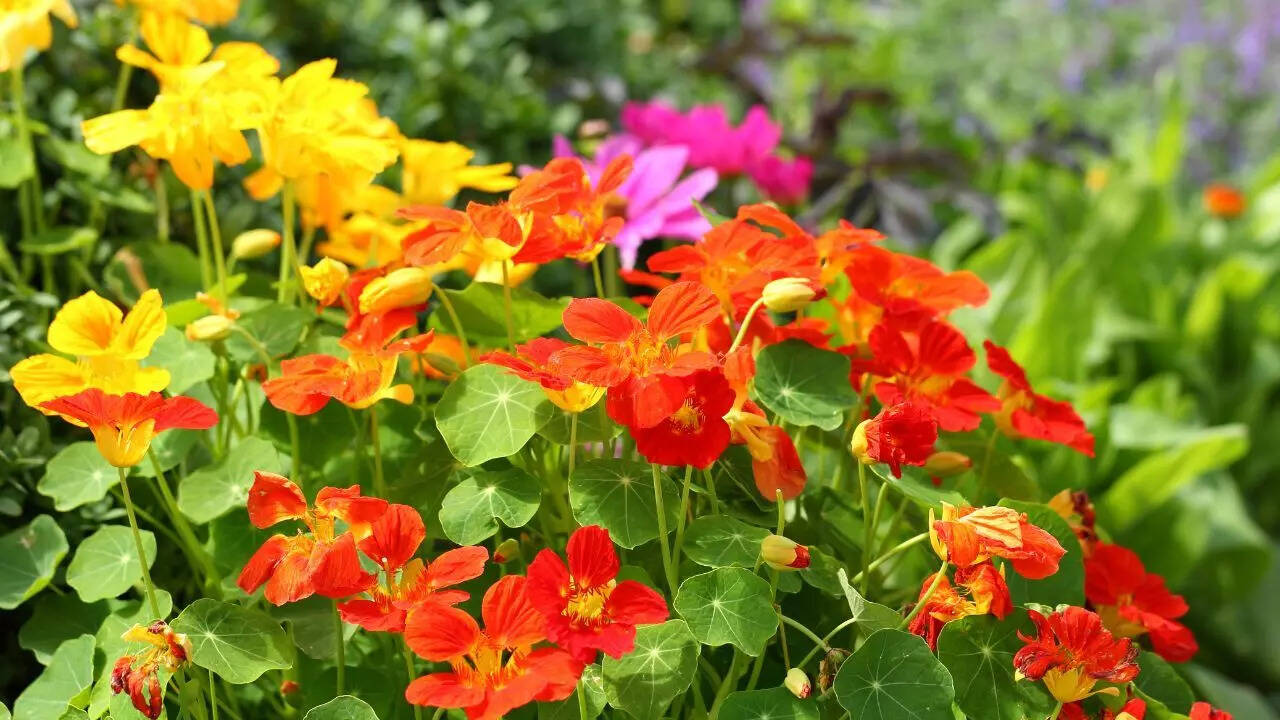 Nasturtiums