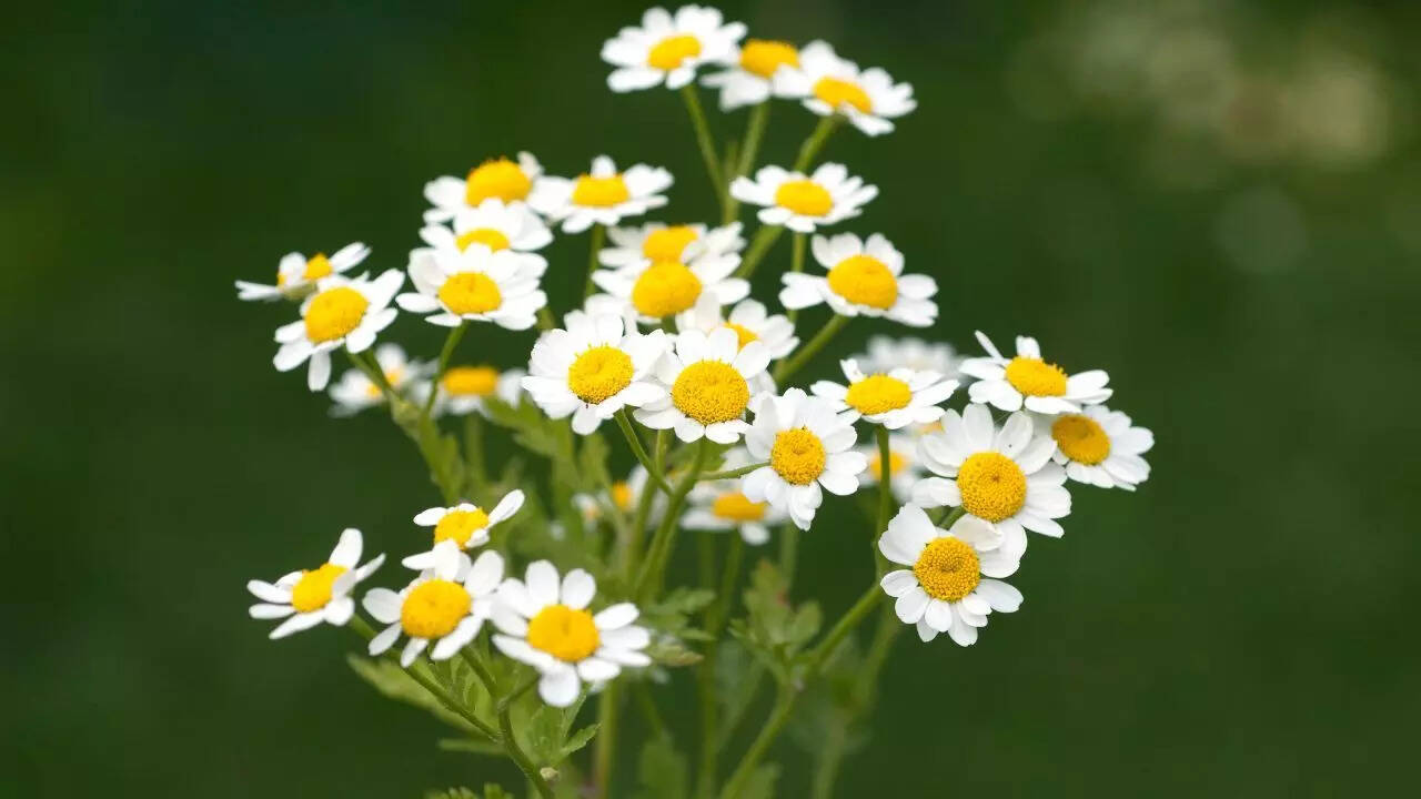 Pyrethrum daisy