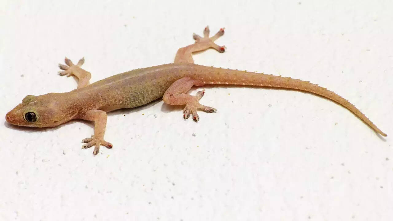 use household ingredients in mop water to keep lizards and cockroaches out